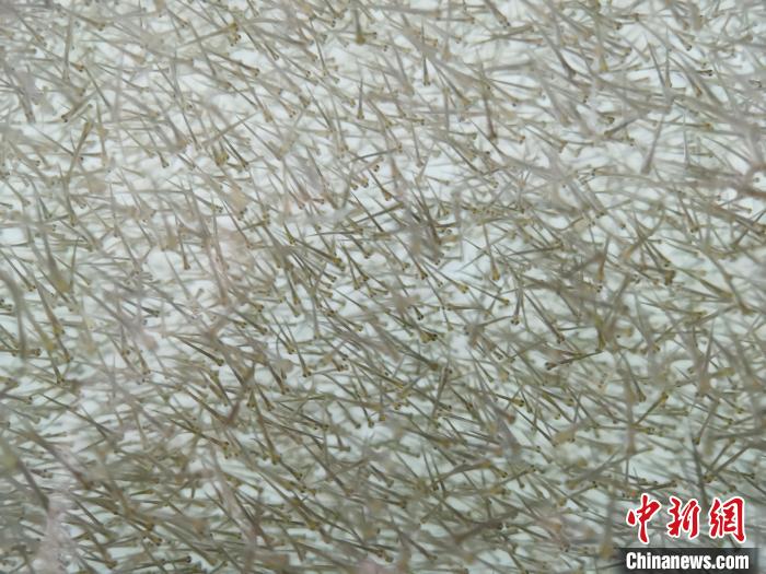圖為密集分布的魚苗?！?zhí)砀?攝