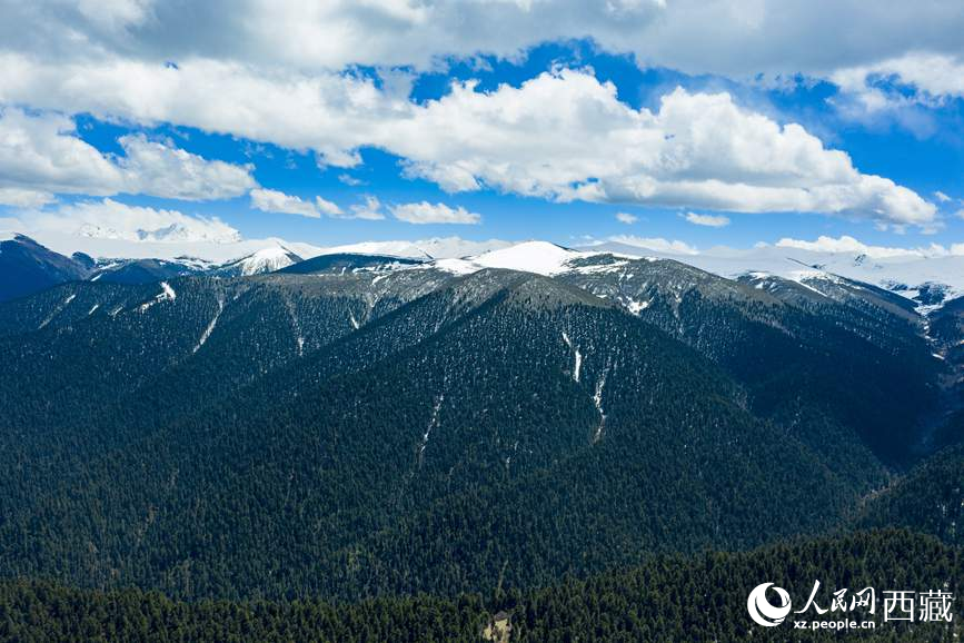 圖為在海拔4700多米的色季拉山，觀測(cè)從森林到草甸的多種植被類型。