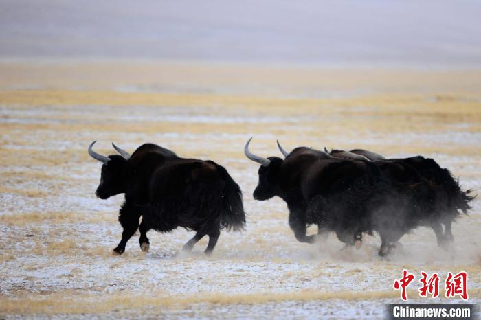 牦牛如何適應(yīng)低氧環(huán)境？中科院團(tuán)隊(duì)發(fā)現(xiàn)牦牛特有肺內(nèi)皮細(xì)胞起作用