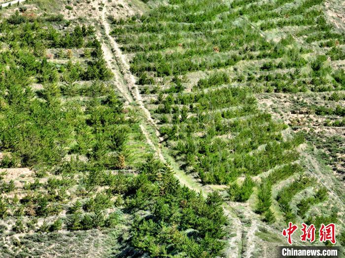 航拍建行青海省分行綠化區(qū)?！∑钤鲚?攝