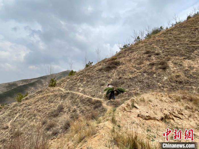 資料圖為建行青海省分行綠化區(qū)施工隊(duì)隊(duì)員人工運(yùn)樹苗?！〗ㄐ星嗪Ｊ》中泄﹫D