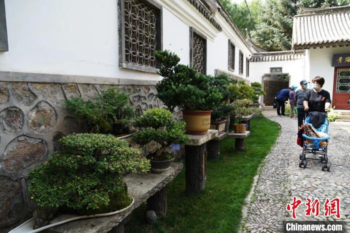 圖為市民在西寧園林植物園內(nèi)觀賞盆景。　馬銘言 攝