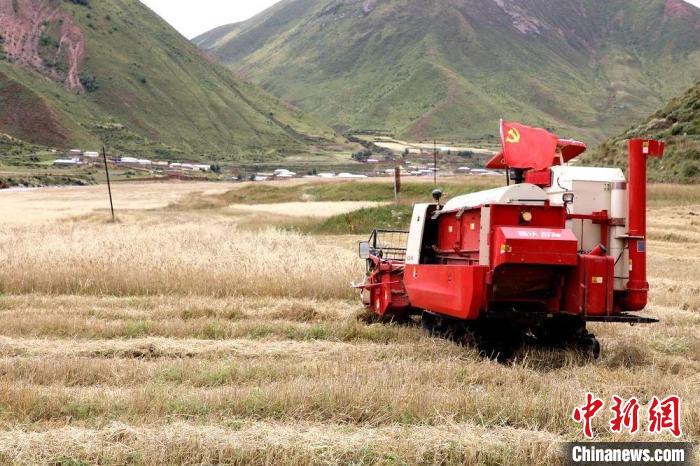 圖為秋收現(xiàn)場?！∮駱渲菸麄鞑抗﹫D