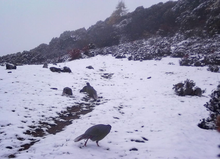 血雉。涼山州委宣傳部供圖