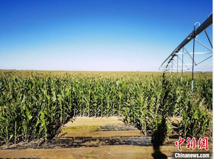 青?！凹Z改飼”項(xiàng)目收儲(chǔ)飼草44萬余噸