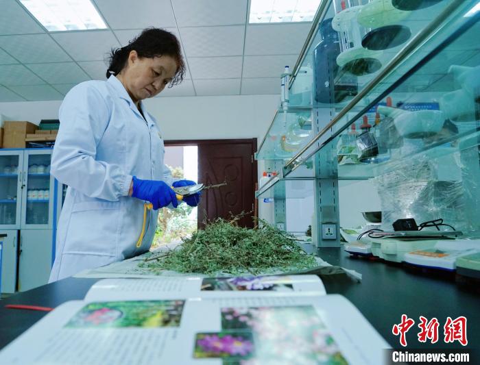 圖為張錦梅在實(shí)驗(yàn)室工作?！●R銘言 攝