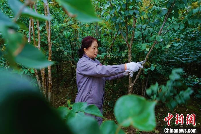 圖為張錦梅修剪丁香枝干?！●R銘言 攝