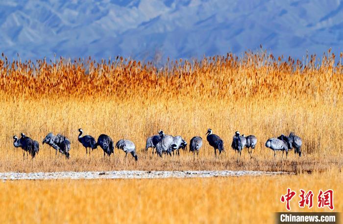圖為可魯克湖野生水鳥覓食?！〉铝罟形麄鞑抗﹫D
