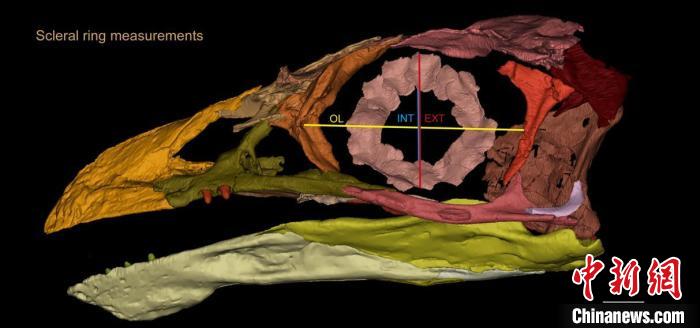 熱河鳥STM3-8化石標(biāo)本的鞏膜環(huán)復(fù)原及測量示意圖?！『?供圖