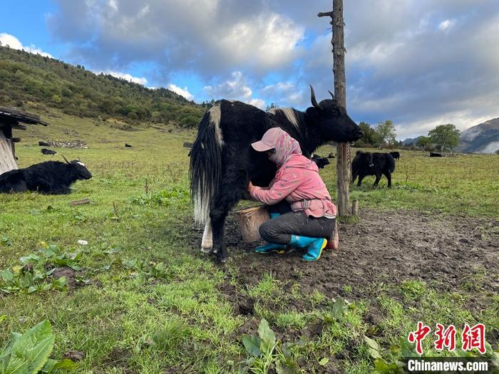 圖為9月27日早晨牧民擠牦牛奶。 <a target='_blank' href='/'><p  align=
