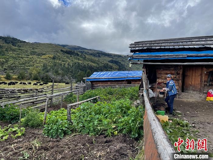 圖為9月27日牧民的牧屋和菜園子。 <a target='_blank' href='/'><p  align=