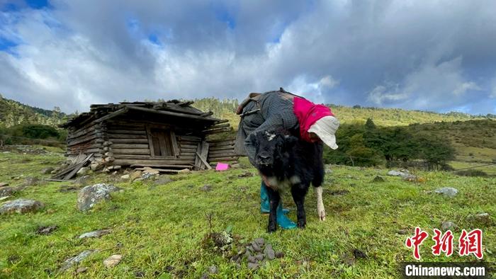 圖為9月27日牧民給小牦牛按摩。 <a target='_blank' href='/'><p  align=