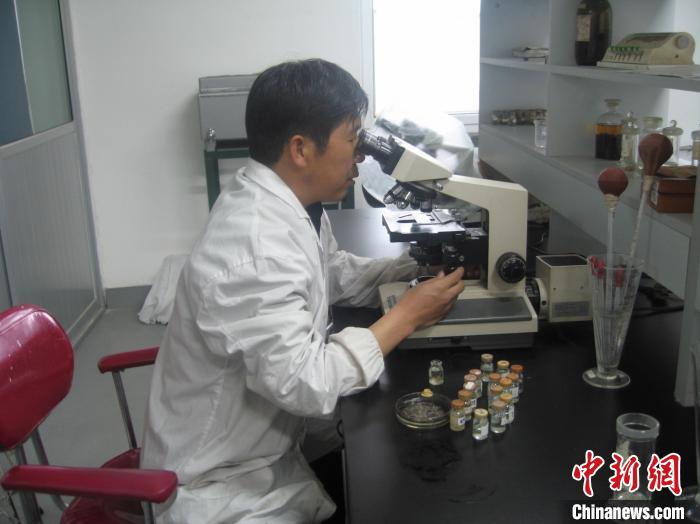 資料圖為研究團隊進行實驗室寄生蟲分類鑒定?！?青海省畜牧獸醫(yī)科學院供圖