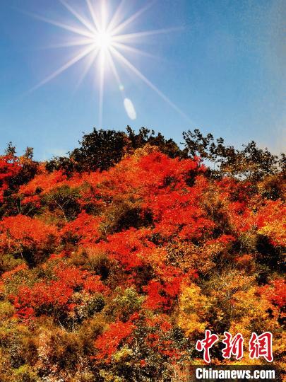 萬源市紅葉似火?！≈炱桨?攝