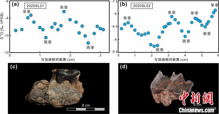 本次研究中的犀牛牙齒化石及氧同位素特征。　中科院青藏高原所 供圖