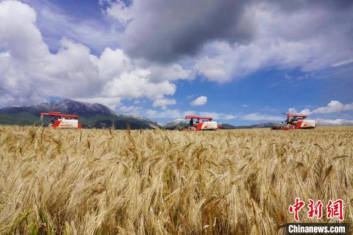 圖為青稞收獲。　李玉峰 攝