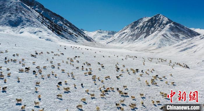 圖為羊群在雪地里覓食?！《继m縣融媒體中心供圖