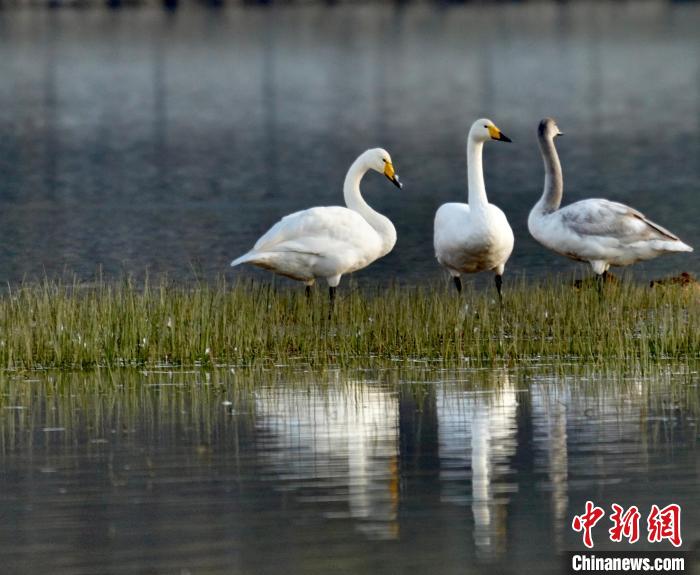 圖為三只大天鵝?！±钣穹?攝