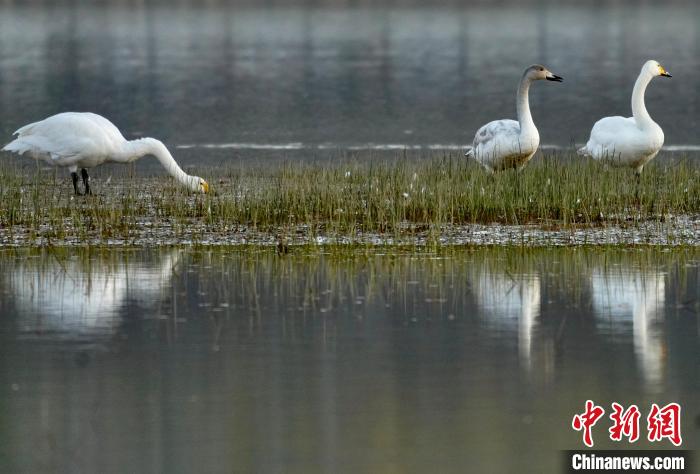 圖為三只大天鵝在黃河灘地嬉戲?！±钣穹?攝