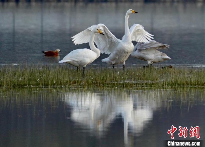 圖為三只大天鵝在黃河灘地嬉戲?！±钣穹?攝