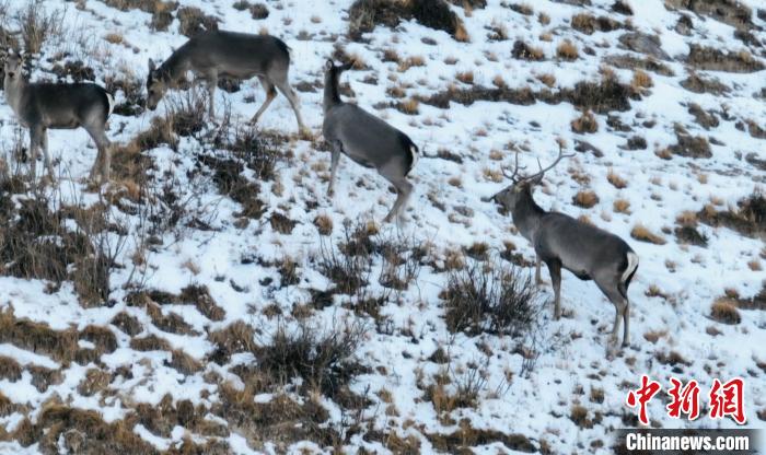 圖為巖羊和馬鹿集體覓食。　都蘭縣融媒體中心 供圖