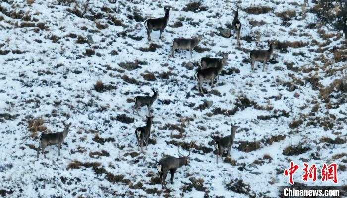 圖為巖羊和馬鹿集體覓食?！《继m縣融媒體中心 供圖