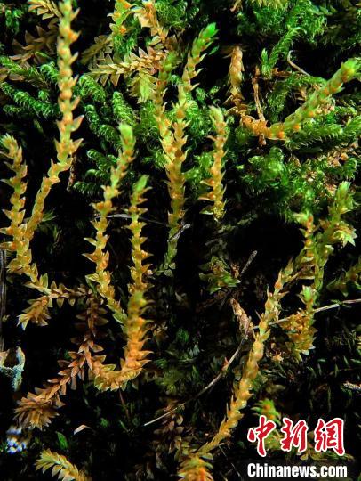 圖為九龍卷柏?！∏嗪Ｉ剿匀毁Y源調(diào)查規(guī)劃設(shè)計(jì)研究院供圖