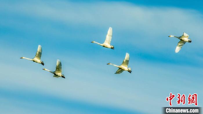 圖為天鵝在空中飛翔?！『螁⒔?攝