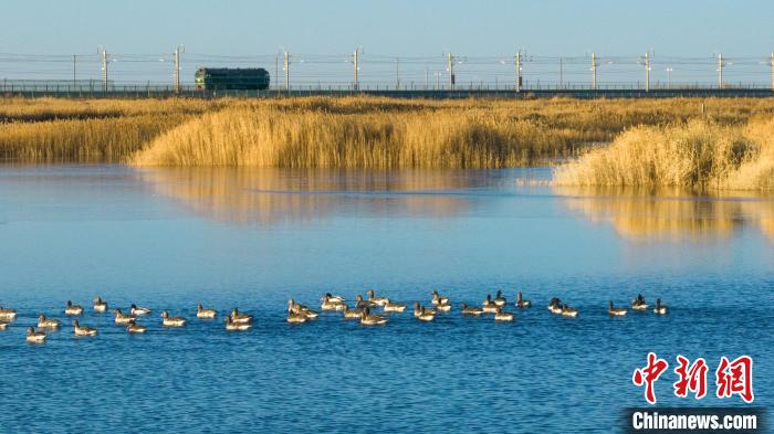 圖為多種野生鳥類在湖中游蕩?！『螁⒔?攝