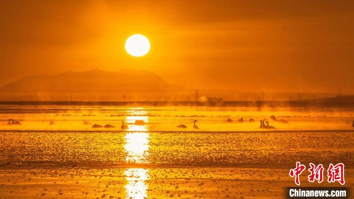 圖為天鵝群在湖中休憩?！『螁⒔?攝