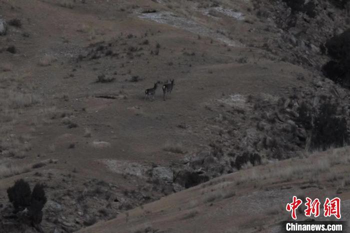 圖為兩只馬鹿在山坡上行走。　才仁 攝