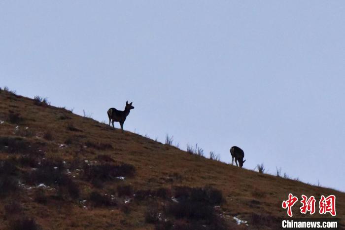 圖為馬鹿在山坡上覓食?！〔湃?攝