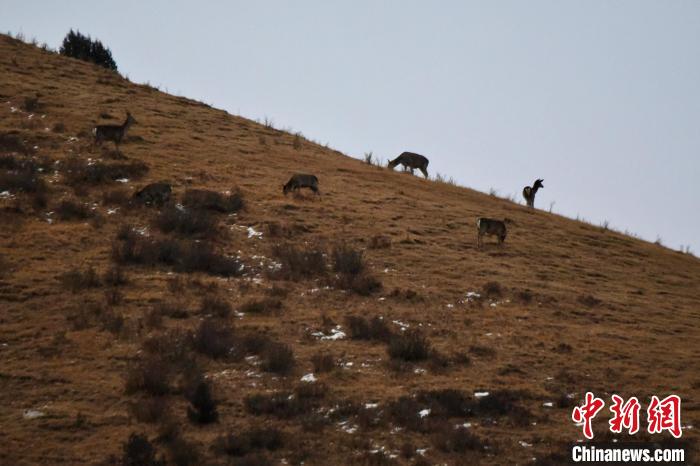 圖為馬鹿群在山坡上覓食?！〔湃?攝