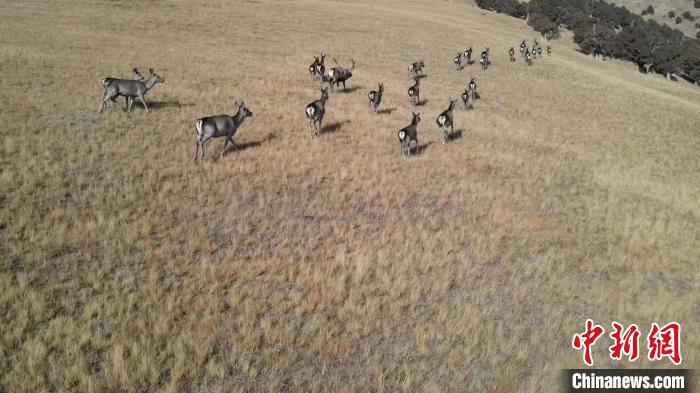 圖為馬鹿群在草地中漫步?！〔湃?攝