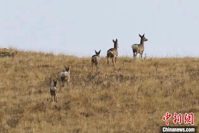 圖為狍鹿在山間漫步?！〔彭?xiàng)南加 攝