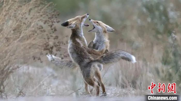 圖為同海元的作品《第一回合》?！∏嗪Ｊ∑钸B山自然保護(hù)協(xié)會(huì)供圖