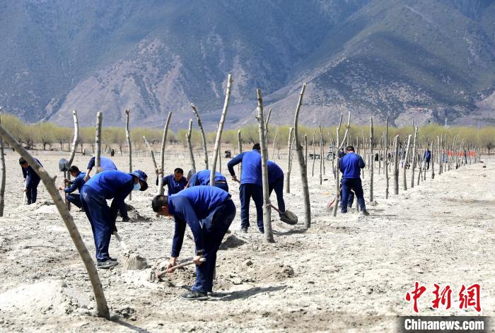林芝市巴宜區(qū)森林消防中隊志愿服務(wù)隊熱火朝天的植樹現(xiàn)場。　西繞拉翁 攝