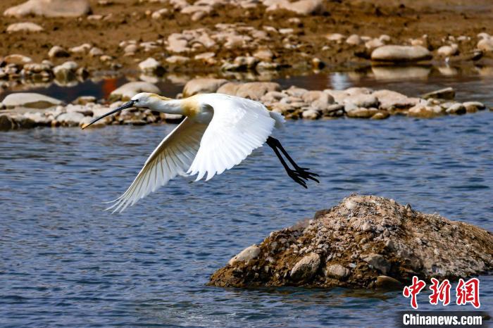 圖為準備飛翔的白琵鷺?！黎?攝