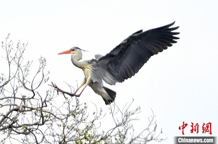 蒼鷺在覓食嬉戲。　安源 攝