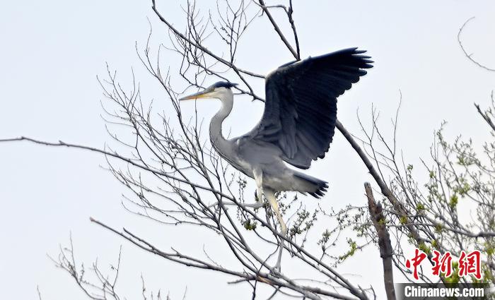 蒼鷺在覓食嬉戲?！“苍?攝