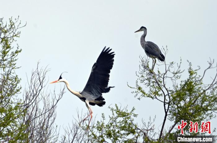 蒼鷺在覓食嬉戲?！“苍?攝