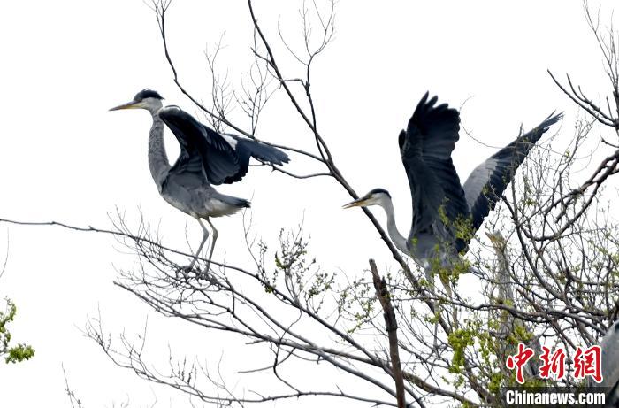 蒼鷺在覓食嬉戲?！“苍?攝