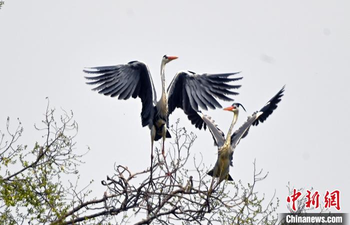 蒼鷺在覓食嬉戲?！“苍?攝