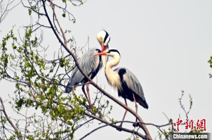 蒼鷺在覓食嬉戲?！“苍?攝