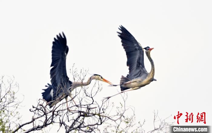 蒼鷺在覓食嬉戲?！“苍?攝