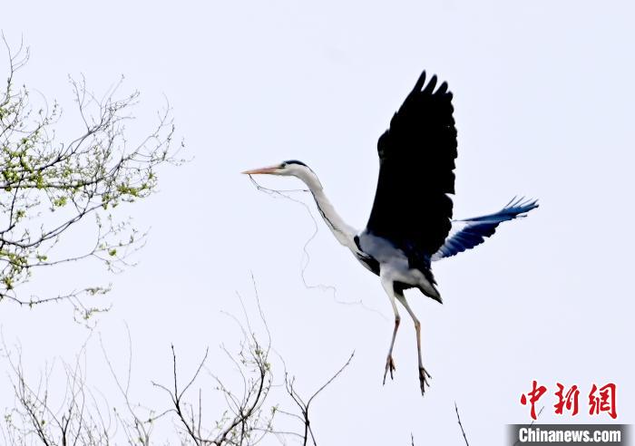 蒼鷺在覓食嬉戲。　安源 攝