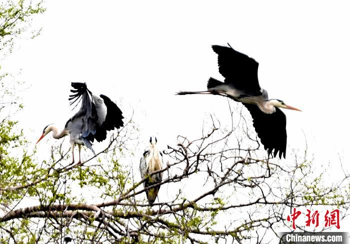 蒼鷺在覓食嬉戲。　安源 攝