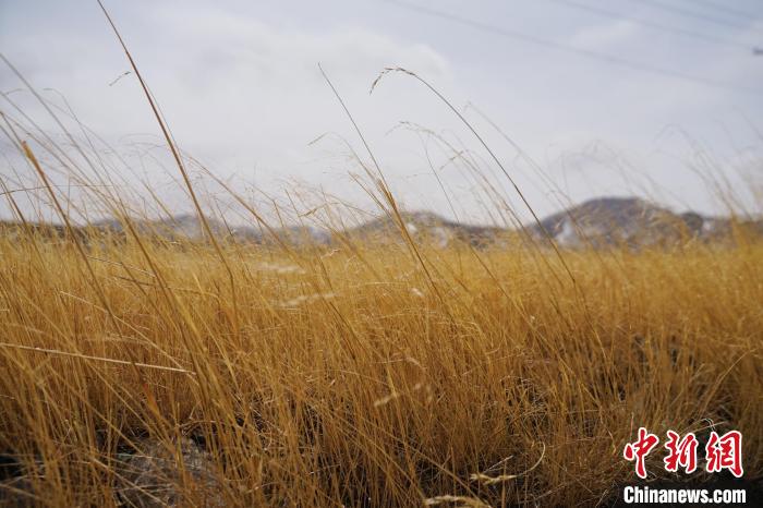 圖為青海省海西蒙古族藏族自治州天峻縣木里礦區(qū)草木茂盛。　馬銘言 攝