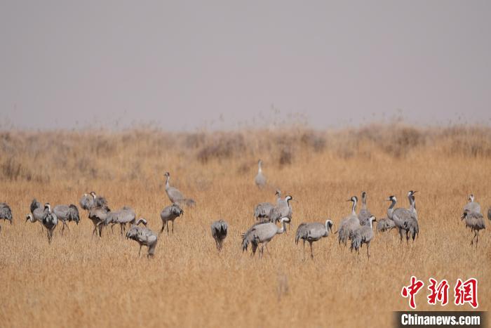 圖為草原上棲息的灰鶴?！∠葘m 攝