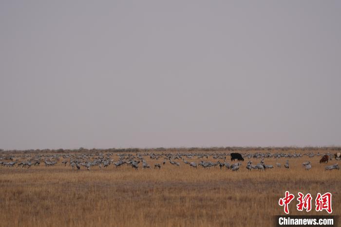 圖為草原上棲息的灰鶴?！∠葘m 攝